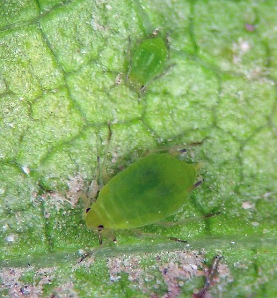 Photo of Aphis gossypii by <a href="http://www.flickr.com/photos/sandnine/">Andrew Jensen</a>